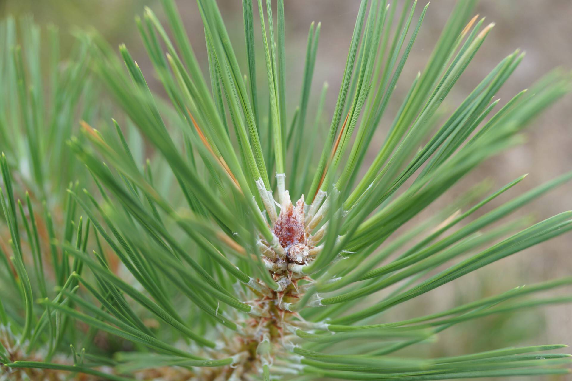 Pinus nigra nigra_01